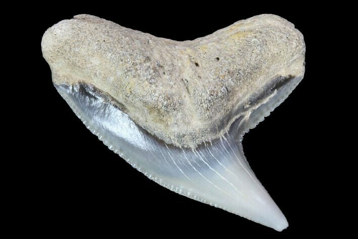 Colorful Fossil Tiger Shark (Galeocerdo) Tooth - Virginia #87909
